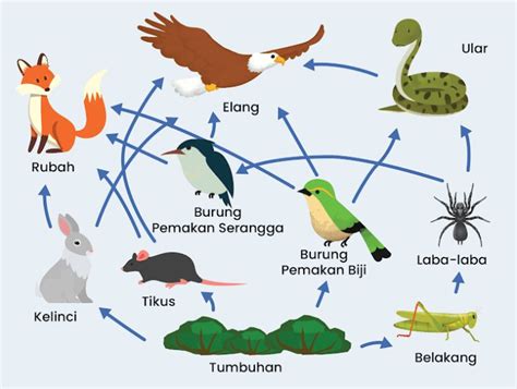 Jaring-Jaring Makanan