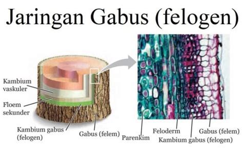 jaringan gabus