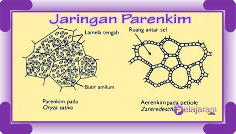jaringan parenkim