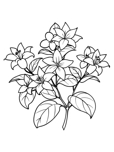 jasmine flower coloring pages