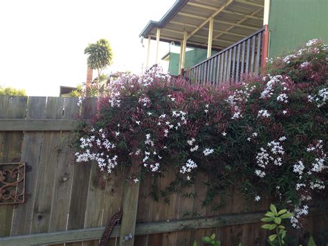 jasmine vine on fence
