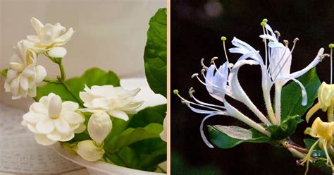 jasmine vs honeysuckle