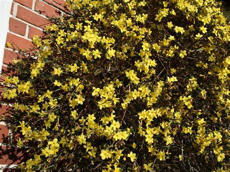 jasminum nudiflorum