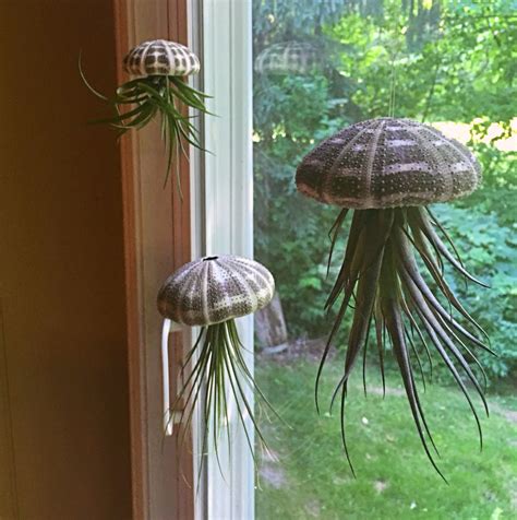 jelly fish plants