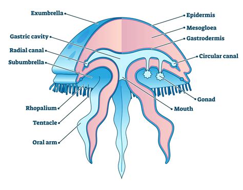 Jellyfish Sensory Organs