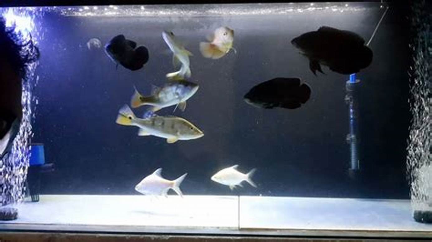jenis-ikan-untuk-aquarium-1-meter