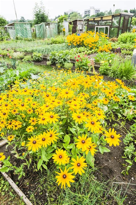 The Art of Companion Planting: Maximizing Your Jerusalem Artichoke
Harvest