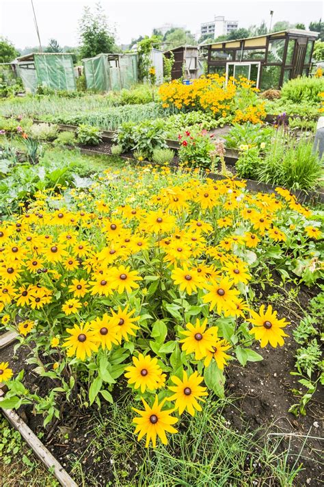 jerusalem artichoke companion plants