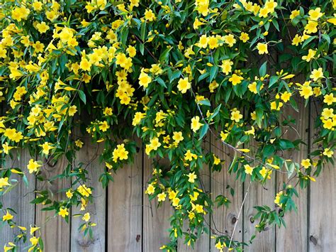 The Jessamine Vine: A Fragrant and Versatile Plant