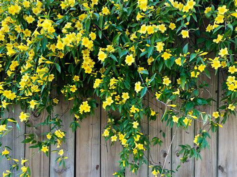 jessamine vine