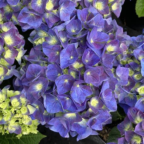 jip blue hydrangea