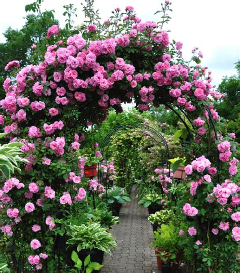 john davis climbing rose