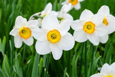 jonquil flower