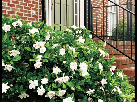 jubilation gardenia