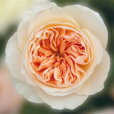 juliet garden rose