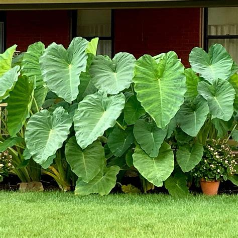 jumbo elephant ears