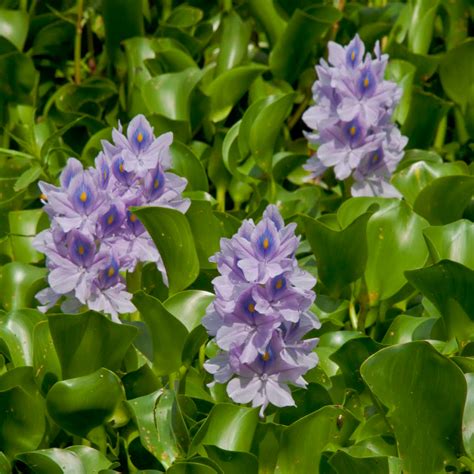 jumbo water hyacinth