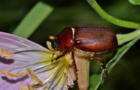june bug beetles