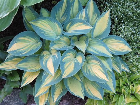 june hosta