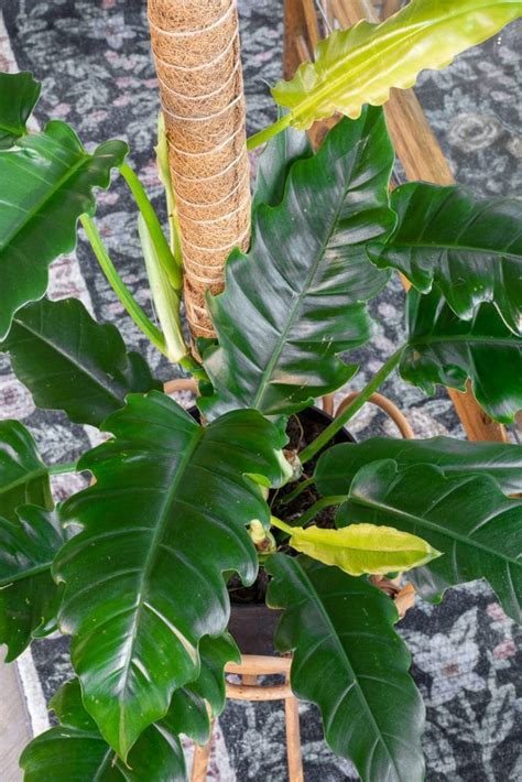 jungle boogie philodendron