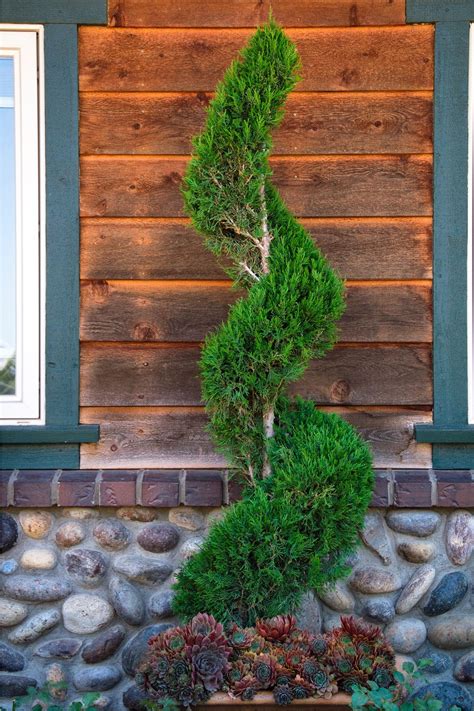 juniper tree spiral