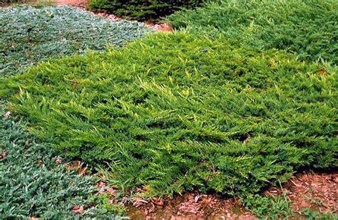 juniperus broadmoor