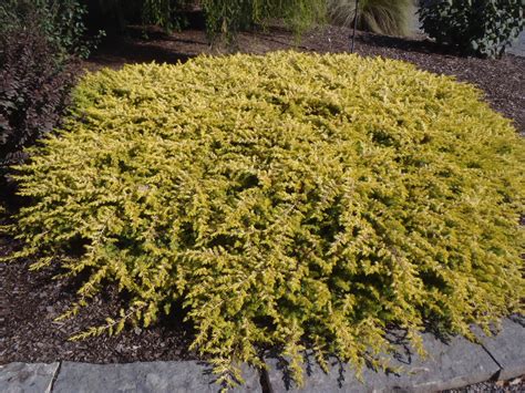 juniperus conferta