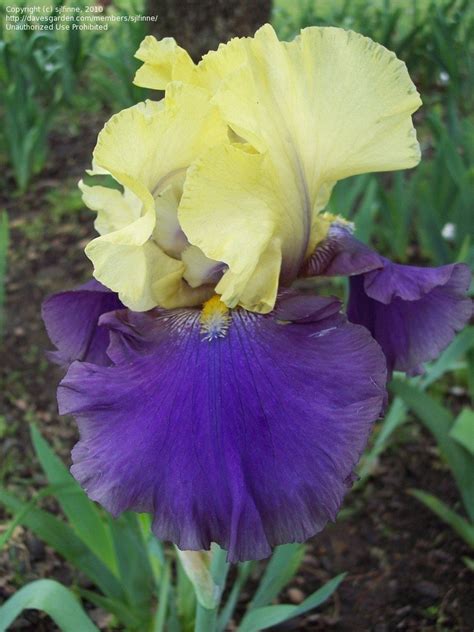 jurassic park iris