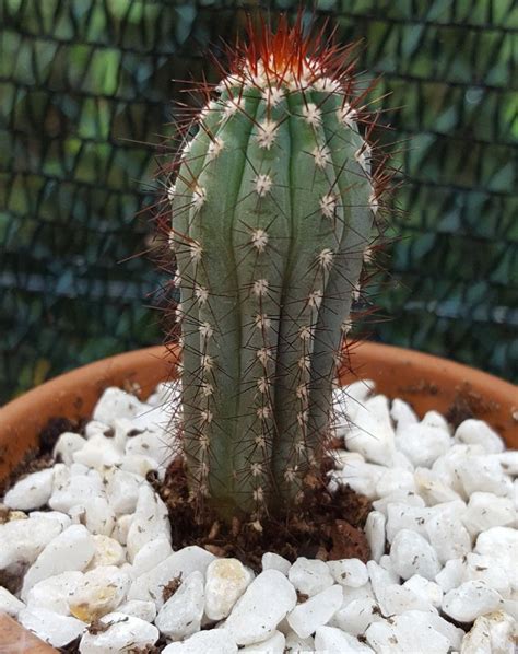 Juvenile Cactus