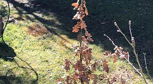 Juvenile oak tree