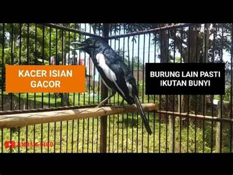 Kacer Berjemur