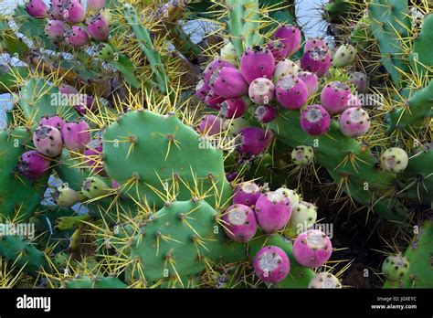 kaktus opuntia