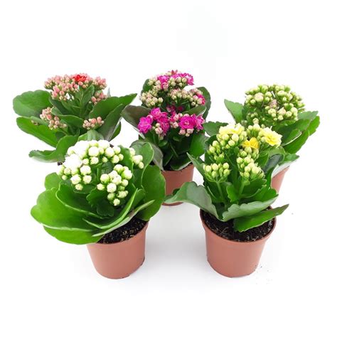 kalanchoe blossfeldiana mini