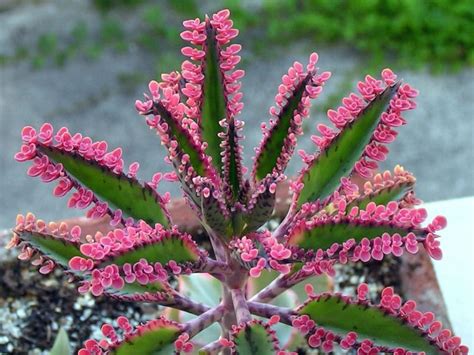 kalanchoe butterfly