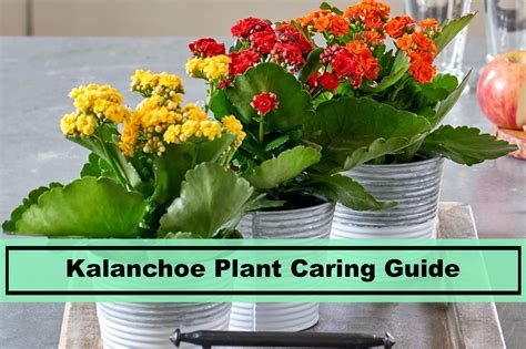 kalanchoe care outdoors