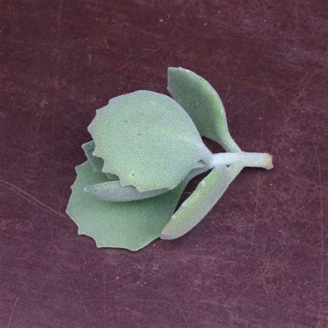 kalanchoe cuttings