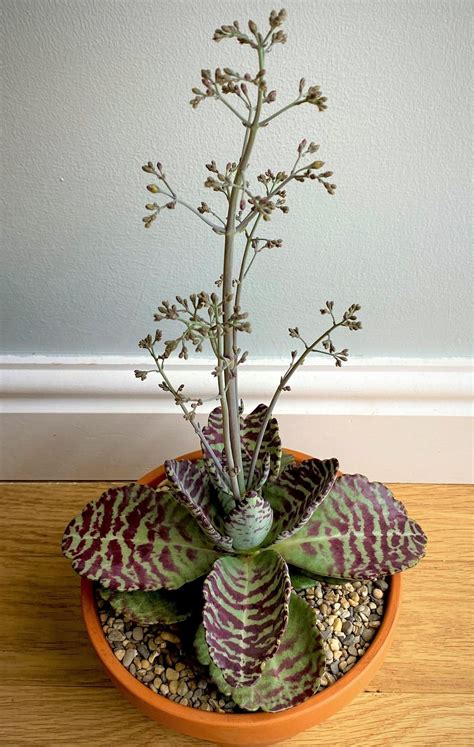kalanchoe desert surprise