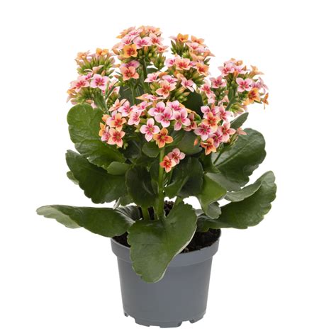 kalanchoe else flower