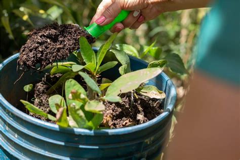 kalanchoe fertilizer