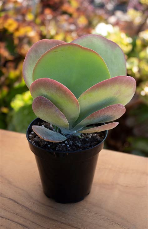 kalanchoe flapjack