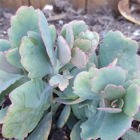Kalanchoe laxiflora growing conditions