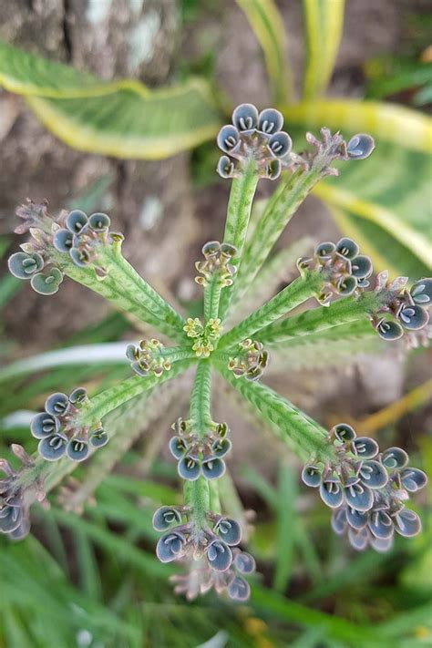 kalanchoe mother of millions