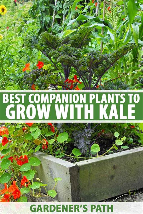 kale and beans companion planting