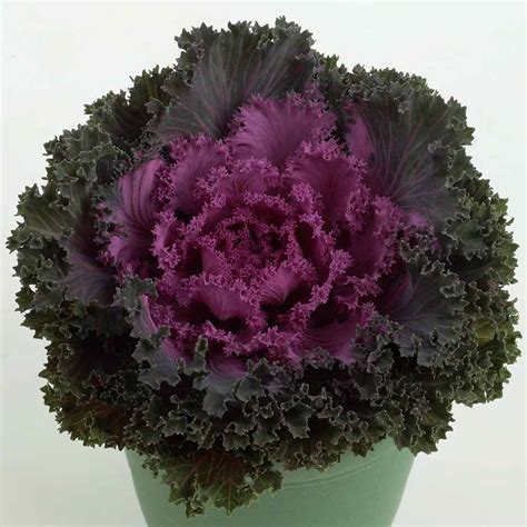kale nagoya red