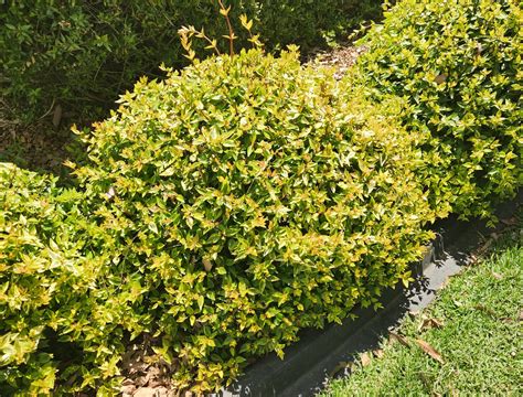 kaleidoscope glossy abelia