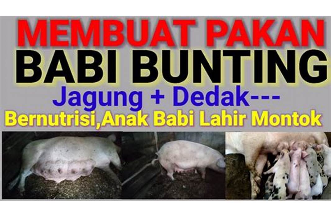kandungan gizi pakan babi bunting indonesia