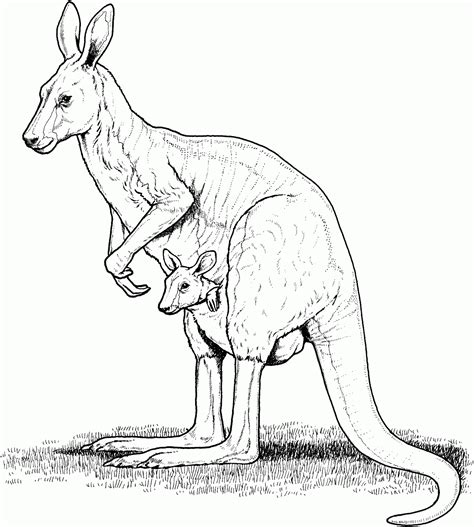 kangaroo colouring