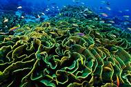 karang terumbu besar berair