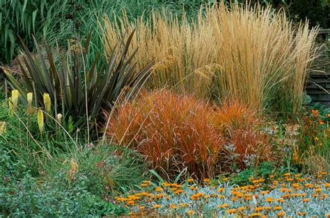 The Ultimate Guide to Karl Foerster Companion Plants