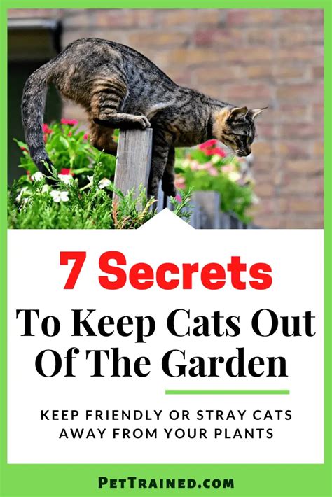 keep cats out of garden